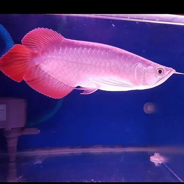 Buy Banjar Red Arowana fish online
